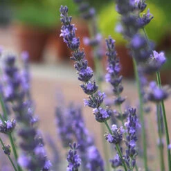 Lavender Lavandula Intermedia 'Phenomenal' -Yougarden Shop 510967 7