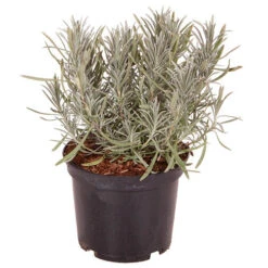 Lavender Lavandula Intermedia 'Phenomenal' -Yougarden Shop 510967 8