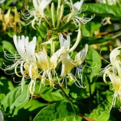 Honeysuckle Lonicera 'Honey Baby' -Yougarden Shop 510968 1