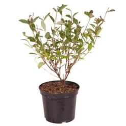 Honeysuckle Lonicera 'Honey Baby' -Yougarden Shop 510968 2