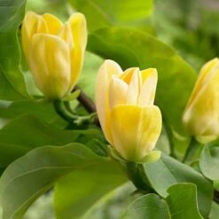 Magnolia ? Brooklynensis 'Yellow Bird'