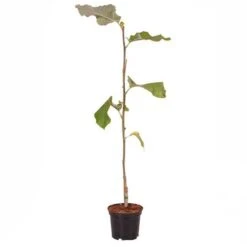 Magnolia ? Brooklynensis 'Yellow Bird' -Yougarden Shop 510969 2