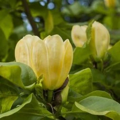 Magnolia ? Brooklynensis 'Yellow Bird' -Yougarden Shop 510969 3
