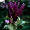 Magnolia 'Genie' -Yougarden Shop 510971