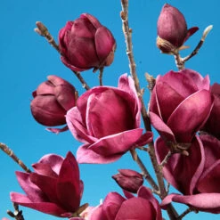 Magnolia 'Genie' -Yougarden Shop 510971 3