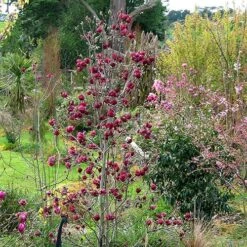 Magnolia 'Genie' -Yougarden Shop 510971 4