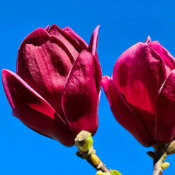 Magnolia 'Genie' -Yougarden Shop 510971 5