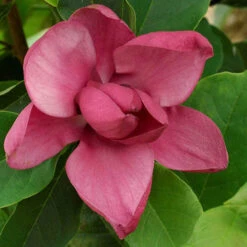 Magnolia 'Genie' -Yougarden Shop 510971 6