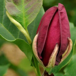 Magnolia 'Genie' -Yougarden Shop 510971 7