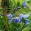 Sollya Heterophylla 'Australian Bluebell Creeper' 1 Sollya Heterophylla 'Australian Bluebell Creeper' -Yougarden Shop 510972
