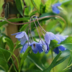 Sollya Heterophylla 'Australian Bluebell Creeper'