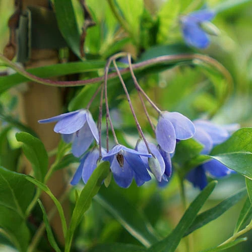 Sollya Heterophylla 'Australian Bluebell Creeper' 3 Sollya Heterophylla 'Australian Bluebell Creeper'