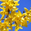 Forsythia Intermedia 'Minigold' 1 Forsythia Intermedia 'Minigold' -Yougarden Shop 510998