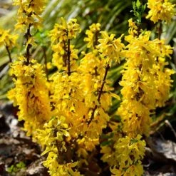 Forsythia Intermedia 'Minigold' 9 Forsythia Intermedia 'Minigold' -Yougarden Shop 510998 2