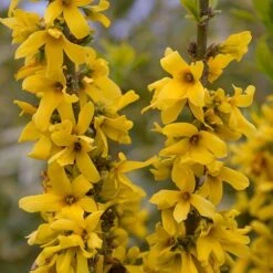 Forsythia Intermedia 'Minigold' 10 Forsythia Intermedia 'Minigold' -Yougarden Shop 510998 3