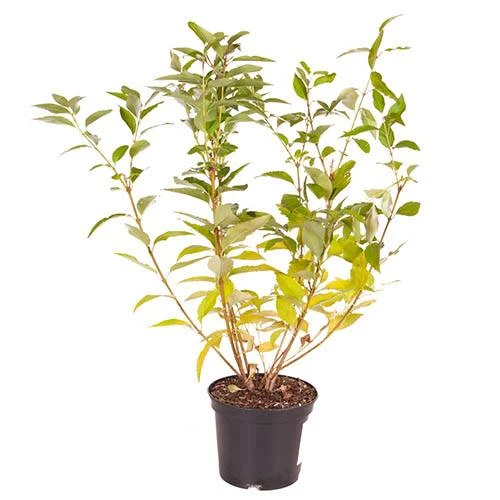 Forsythia Intermedia 'Minigold' 7 Forsythia Intermedia 'Minigold' - Image 5