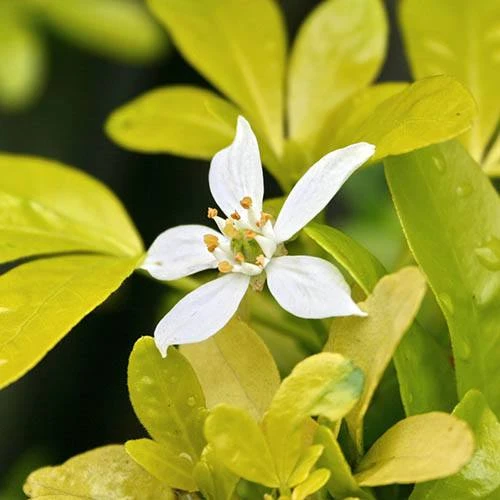 Choisya Ternata 'Sundance' 4 Choisya Ternata 'Sundance' - Image 2