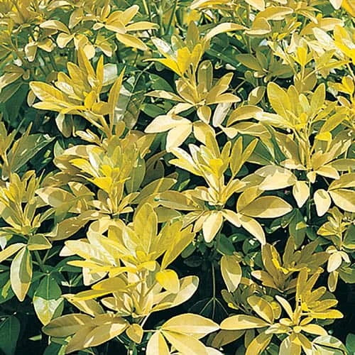 Choisya Ternata 'Sundance' 5 Choisya Ternata 'Sundance' - Image 3