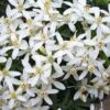Choisya Dewitteana 'White Dazzler' -Yougarden Shop 511002