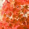 Japanese Maple, Acer Palmatum 'Phoenix' -Yougarden Shop 511003