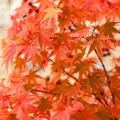 Japanese Maple, Acer Palmatum 'Phoenix'