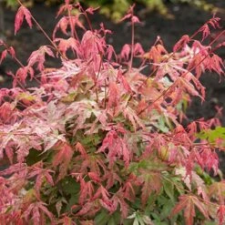 Japanese Maple, Acer Palmatum 'Phoenix' -Yougarden Shop 511003 2