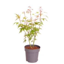 Japanese Maple, Acer Palmatum 'Phoenix' -Yougarden Shop 511003 4