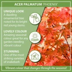 Japanese Maple, Acer Palmatum 'Phoenix' -Yougarden Shop 511003 5