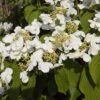 Viburnum Plicatum 'Kilimanjaro Sunrise' -Yougarden Shop 511005