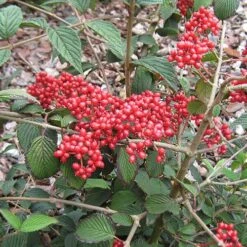 Viburnum Plicatum 'Kilimanjaro Sunrise' -Yougarden Shop 511005 2