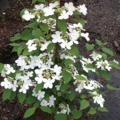Viburnum Plicatum 'Kilimanjaro Sunrise' -Yougarden Shop 511005 3