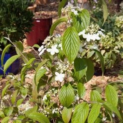 Viburnum Plicatum 'Kilimanjaro Sunrise' -Yougarden Shop 511005 4