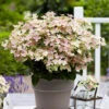 Hydrangea Paniculata 'Polestar' (R) -Yougarden Shop 511017