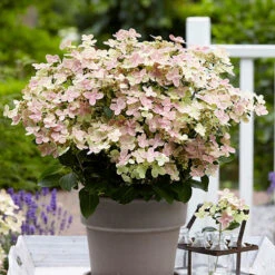 Hydrangea Paniculata 'Polestar' (R)