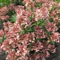 Hydrangea Paniculata 'Polestar' (R) -Yougarden Shop 511017 2