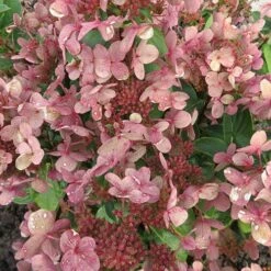 Hydrangea Paniculata 'Polestar' (R) -Yougarden Shop 511017 3