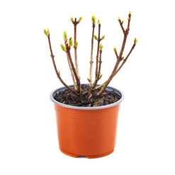 Hydrangea Paniculata 'Polestar' (R) -Yougarden Shop 511017 4