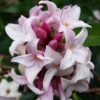 Daphne 'Perfume Princess' -Yougarden Shop 511038