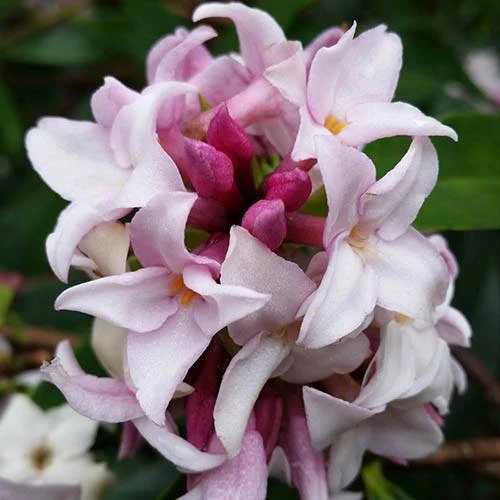 Daphne 'Perfume Princess' 3 Daphne 'Perfume Princess'