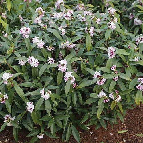 Daphne 'Perfume Princess' 5 Daphne 'Perfume Princess' - Image 3