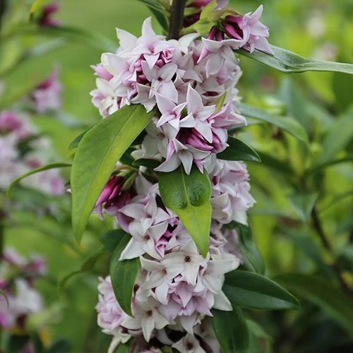 Daphne 'Perfume Princess' 9 Daphne 'Perfume Princess' - Image 7