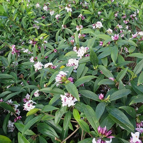 Daphne 'Perfume Princess' 10 Daphne 'Perfume Princess' - Image 8