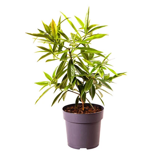 Daphne 'Perfume Princess' 11 Daphne 'Perfume Princess' - Image 9