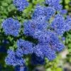 Ceanothus Thyrsiflorus 1 Ceanothus Thyrsiflorus -Yougarden Shop 511039