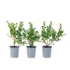 Ceanothus Thyrsiflorus -Yougarden Shop 511039 2