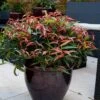 Leucothoe 'Burning Love' -Yougarden Shop 511058