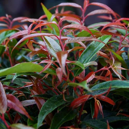 Leucothoe 'Burning Love' 4 Leucothoe 'Burning Love' - Image 2