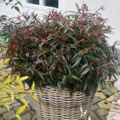 Leucothoe 'Burning Love' 12 Leucothoe 'Burning Love' -Yougarden Shop 511058 2