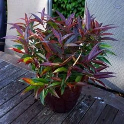 Leucothoe 'Burning Love' 14 Leucothoe 'Burning Love' -Yougarden Shop 511058 4