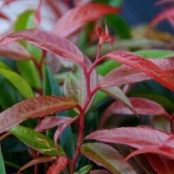 Leucothoe 'Burning Love' 15 Leucothoe 'Burning Love' -Yougarden Shop 511058 5